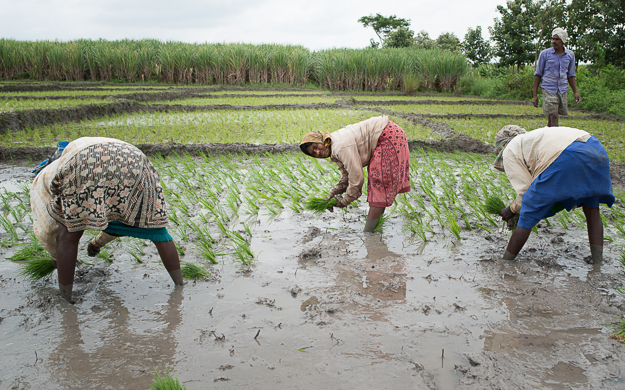 Agricultural WorkerUOW_3846-Edit
